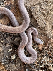 Contia tenuis