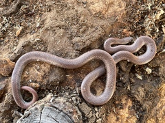 Contia tenuis