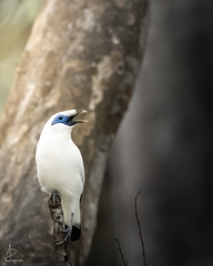 Leucopsar rothschildi