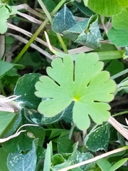 Geranium carolinianum