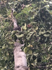 Pterygota