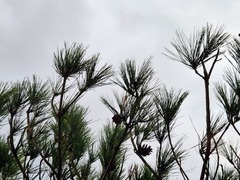 Pinus luchuensis
