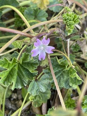 Malva nicaeensis