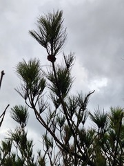 Pinus luchuensis