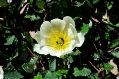 Dryas hookeriana