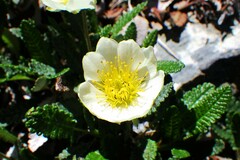 Dryas hookeriana