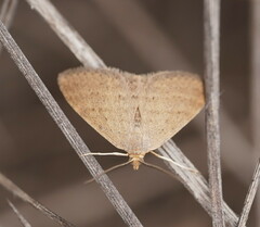 Scopula lydia