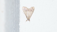 Trigonistis asthenopa