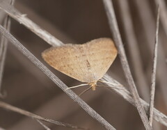 Scopula lydia