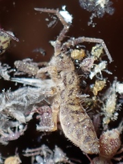 Orchesella villosa