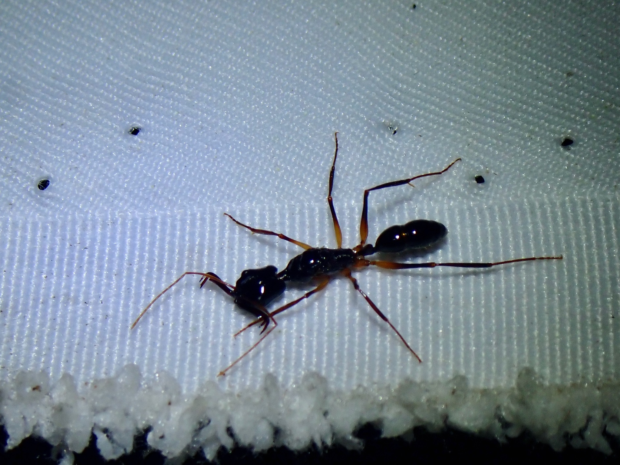 Anochetus agilis