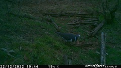 Leucosarcia melanoleuca