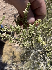 Mortonia scabrella