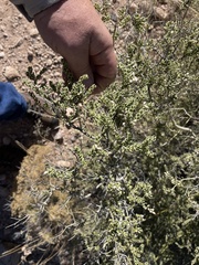 Mortonia scabrella