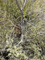 Mortonia scabrella