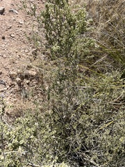 Mortonia scabrella