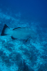 Mycteroperca bonaci