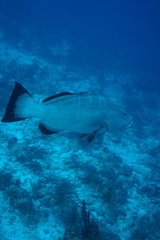Mycteroperca bonaci