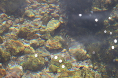 Abudefduf declivifrons