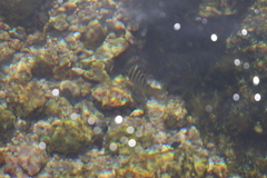 Abudefduf declivifrons