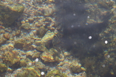 Abudefduf declivifrons