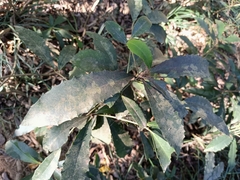 Ardisia cornudentata