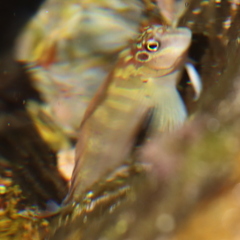 Ophioblennius steindachneri