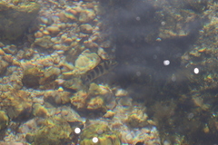 Abudefduf declivifrons