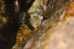 Ophioblennius steindachneri