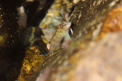 Ophioblennius steindachneri