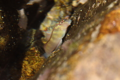 Ophioblennius steindachneri