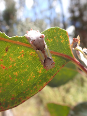 Doratifera vulnerans