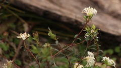 Pimelea linifolia