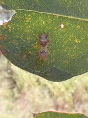 Doratifera vulnerans