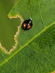 Serangium maculigerum