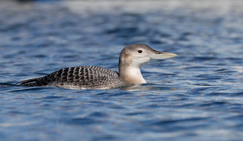 Yellow-billed Loon, photo 7 of 8