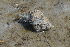 Phyllonotus pomum