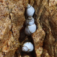 Echinolittorina modesta