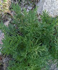 Angelica capitellata