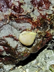 Acanthodoris nanaimoensis