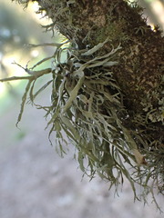 Ramalina subleptocarpha