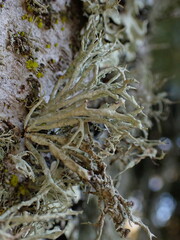 Niebla cephalota