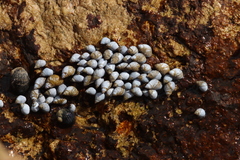 Echinolittorina modesta