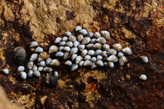 Echinolittorina modesta