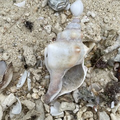 Pleuroploca trapezium