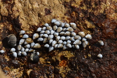 Echinolittorina modesta