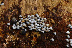 Echinolittorina modesta