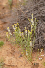Pimelea trichostachya
