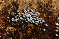 Echinolittorina modesta