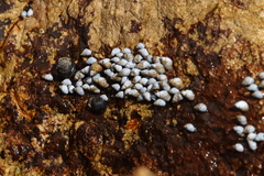 Echinolittorina modesta